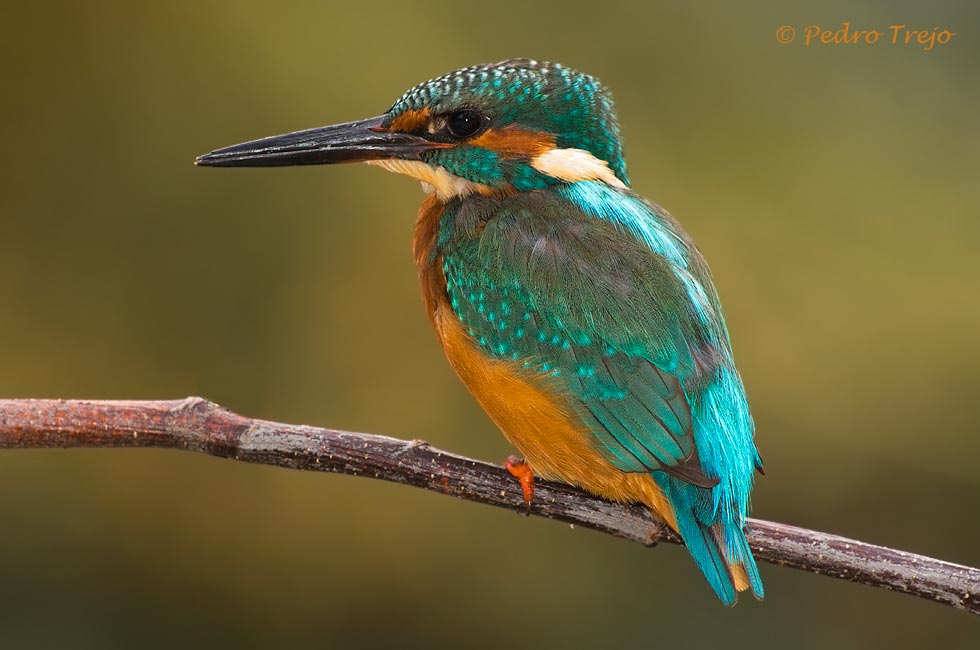 Martin pescador (Alcedo atthis)